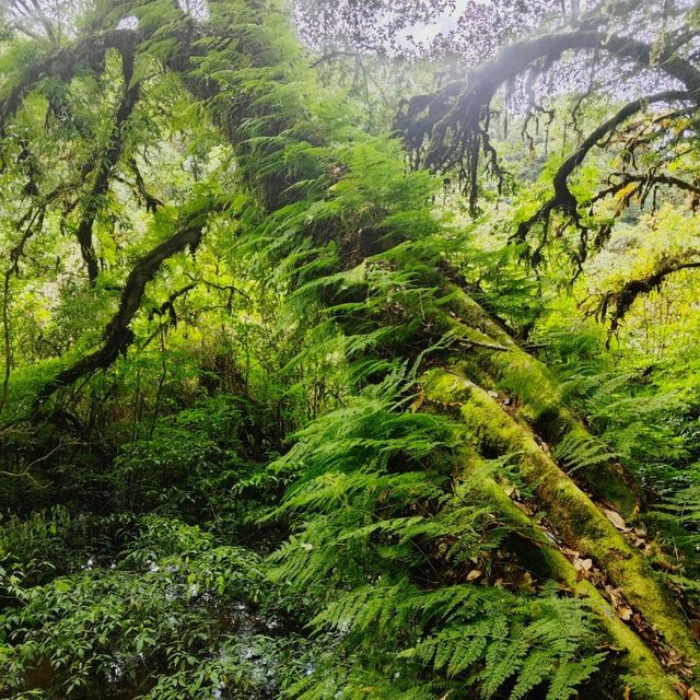 Day trip to the enchanted forest at Doi Inthanon summit