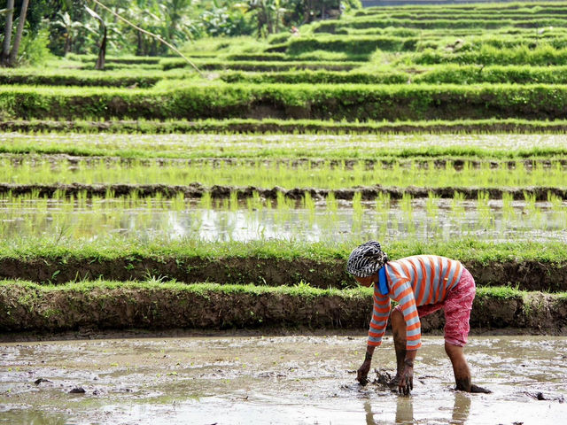 【インドネシア・バリ島】緑に癒されるウブド散策🌿