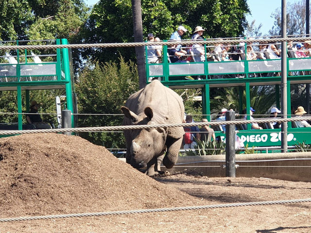 🐯🧸샌디에고 동물원 San diego zoo