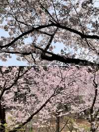 벚꽃축제가 정말 유명한 이 곳🌸