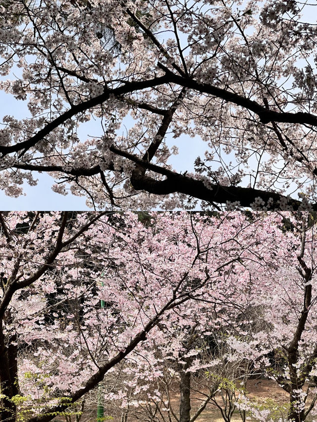 벚꽃축제가 정말 유명한 이 곳🌸
