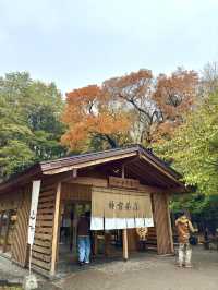 北海道　札幌観光　北海道神宮2024 紅葉の神宮を散策してみた！