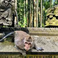 Sangeh Monkey Forest: A Tranquil Haven for Nature Lovers