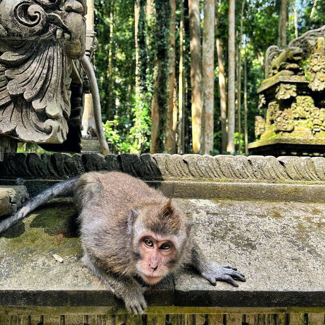 Sangeh Monkey Forest: A Tranquil Haven for Nature Lovers