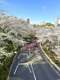 東京　東京観光　Midtown Tower / Galleria 天橋からの桜は絶景だぞ！