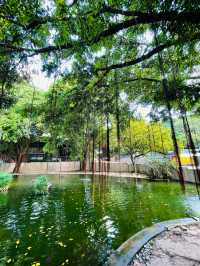 香港観光🇭🇰都会のオアシス🌿 九龍公園🦩✨