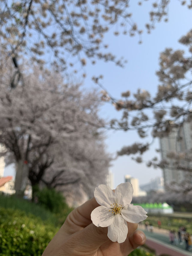 Spring Magic: Strolling Through Sakura Bliss at Oncheoncheon Stream