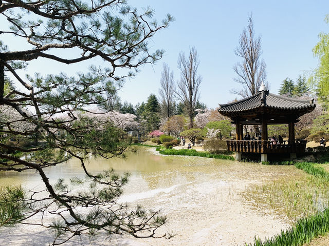 Blossoms and Breeze: The Sakura Magic of Bomun Lake in Spring