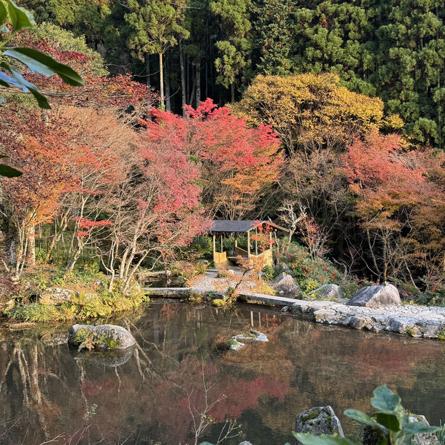 🇯🇵園境師花30年打造的絕美森森 超過萬棵楓葉樹🍁