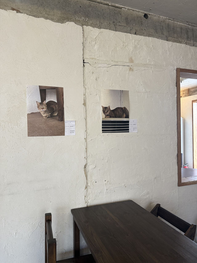 부산 10마리 이상의 고양이+코타츠+지브리 감성의 카페🐾 후미후미