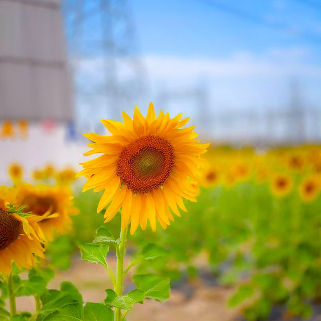 🌻✨ ปักหมุดที่เที่ยวสุดว้าว! ทุ่งทานตะวัน กฟผ. ไทร