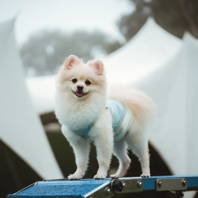 iGo Glamz愛狗露營