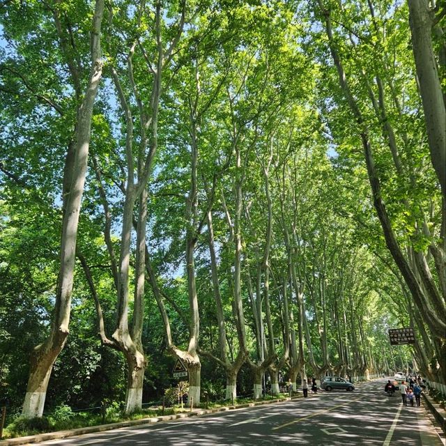欣賞南京世界文化遺產-明孝陵