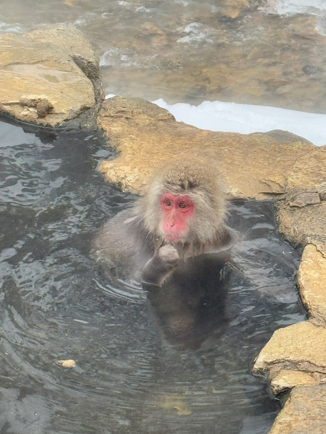 A Magical Encounter at Snow Monkey Park, Japan