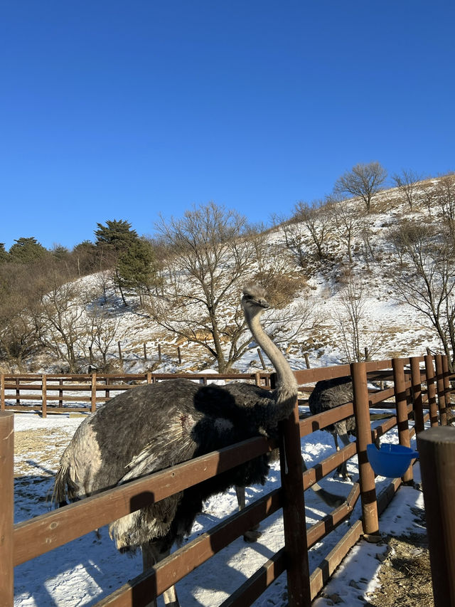600만평 대관령 삼양목장 🐑