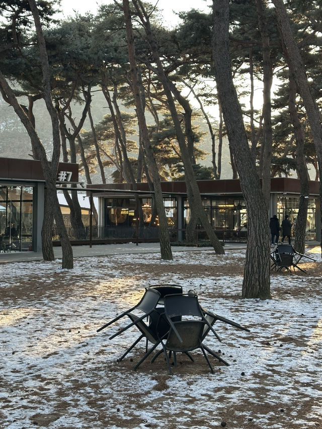 소양강변의 운치있는 🌴소나무 숲의 힐링하기 좋은 춘천 카페투어💚