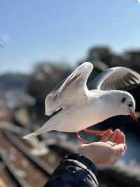 【浜松 冬の旅】 ユリカモメ舞う駅   おびただしい数にびっくり！ピークは1月下旬～2月