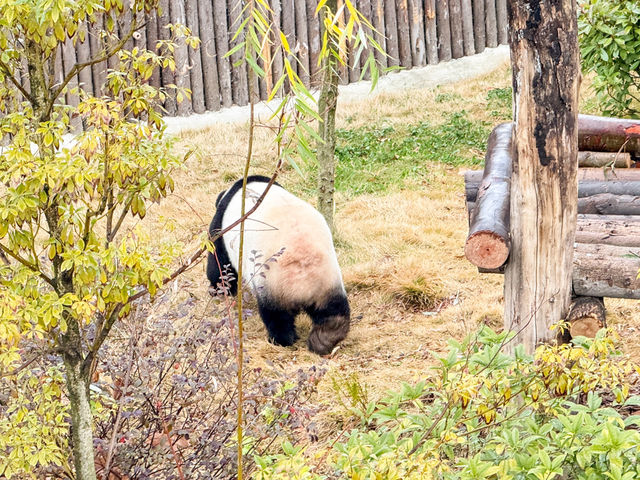 Chengdu Research Base of Giant Panda