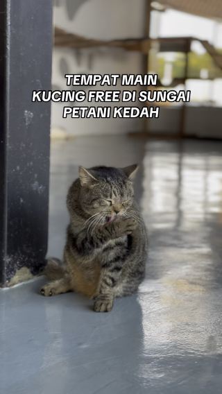 PLAY WITH CATS FOR FREE AT MADAD SUNGAI PETANI KEDAH 