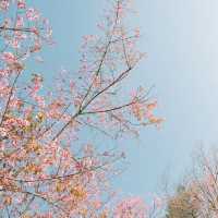 หนึ่งในหมู่บ้านที่ชอบที่สุด 'บ้านร่องกล้า'  🌸🌳