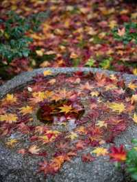 🍁 秋色に染まる常寂光寺で心ほどけるひととき 🍁