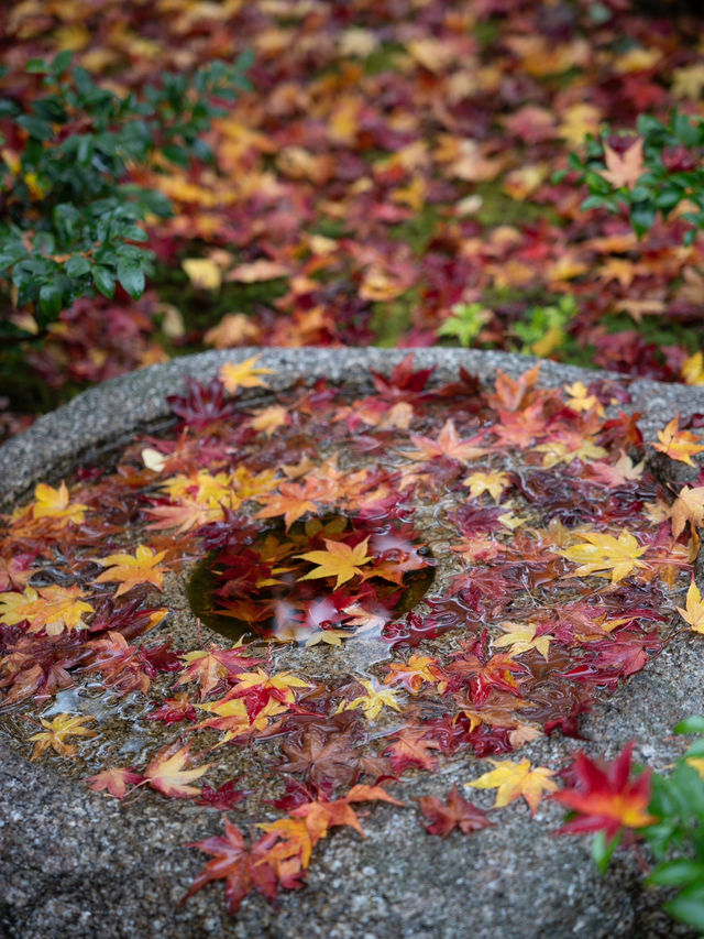🍁 秋色に染まる常寂光寺で心ほどけるひととき 🍁