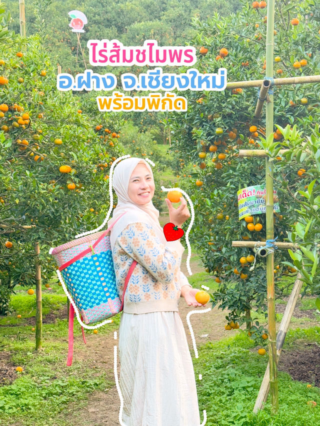 ไร่ส้มชไมพร