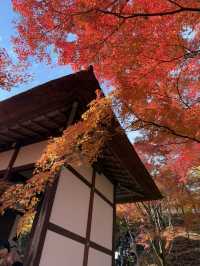 京都｜盡顯禪意之美-常寂光寺 風水布局與神佛傳說