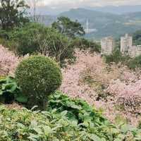 台北｜指南宮櫻花盛開，美不勝收