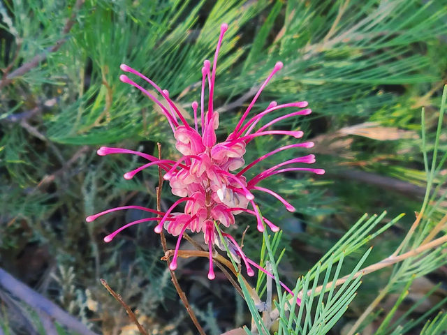 Kings Park and Botanic Garden in Perth
