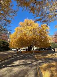 「小石川後樂園」賞楓