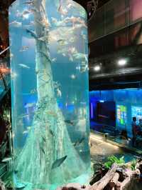 An Underwater Wonderland at Aquaria KLCC