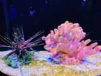 A Deep Dive into Underwater World Langkawi! 🐠
