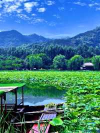 Thousand-Mu Lotus Pond: A Summer Spectacle