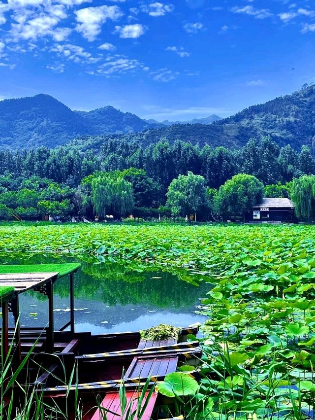 Thousand-Mu Lotus Pond: A Summer Spectacle
