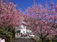 拉拉山櫻木花道/二馬山莊櫻花美景