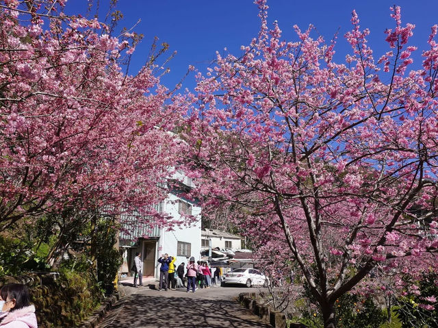 拉拉山櫻木花道/二馬山莊櫻花美景