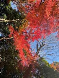 Koishikawa Korakuen (小石川後楽園)