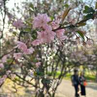 比日本櫻花更美🌸🌸武漢小眾賞櫻地點🤫