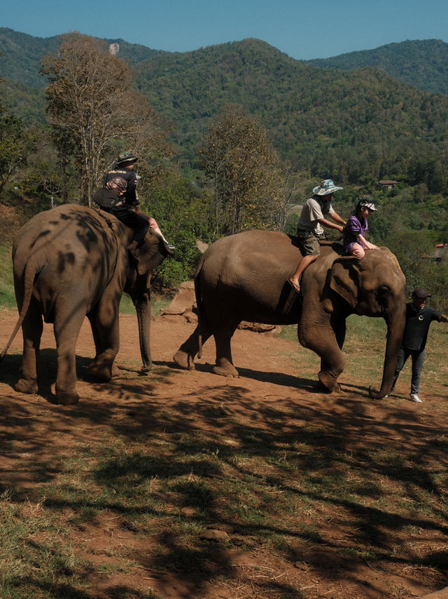 チェンマイ🇹🇭🐘と触れ合えるcafe