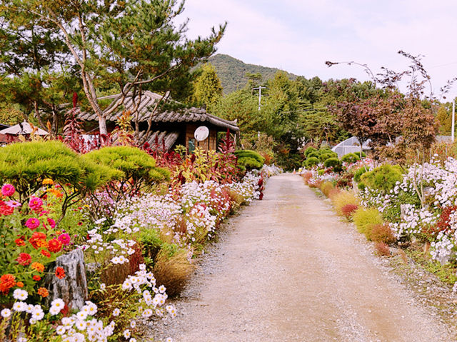 구절초 축제, 충북 괴산, 대한민국