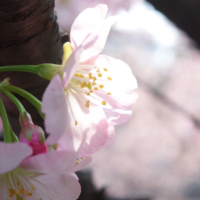 武漢中山公園~櫻花魅影