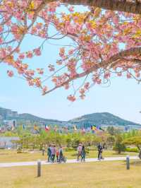 부산 겹벚꽃 데이트 명소 유엔기념공원💗