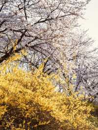 spring has come to Daejeon