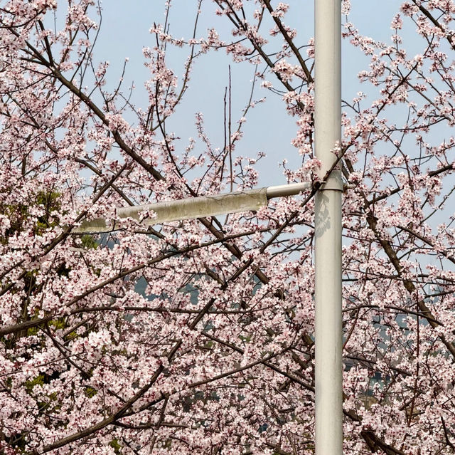 觀山湖公園•櫻花奇華