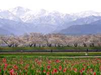 【富山県】立山連峰と春の風物詩「あさひ舟川　春の四重奏」