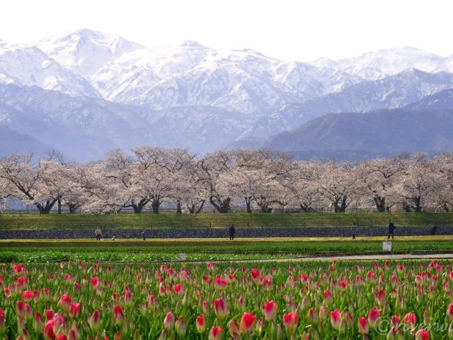 【富山県】立山連峰と春の風物詩「あさひ舟川　春の四重奏」