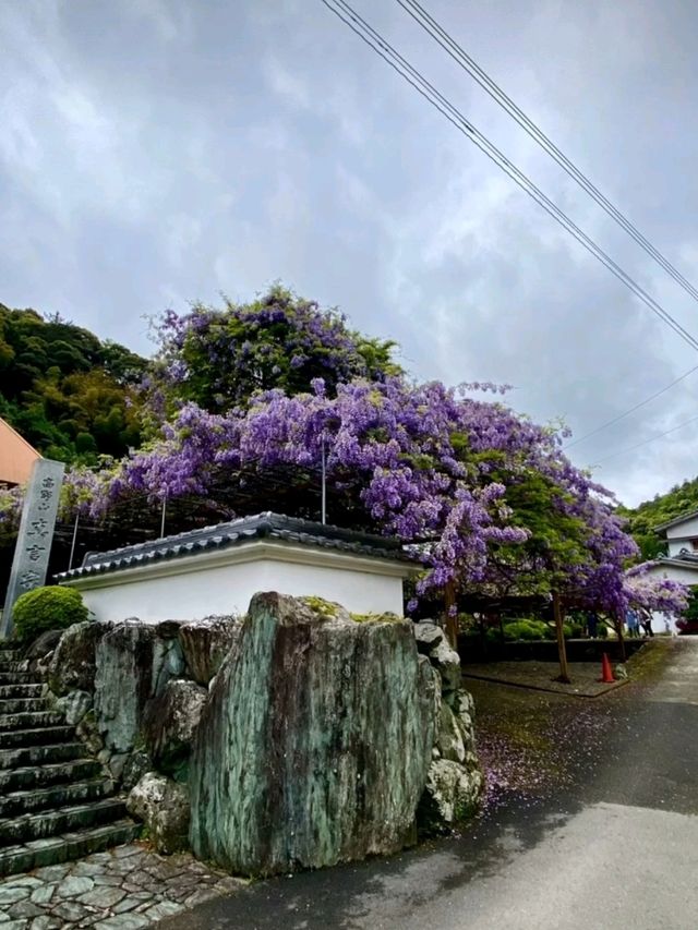 天に昇っているような藤