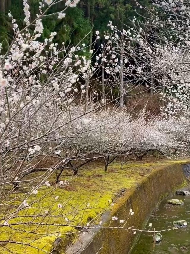 徳島県南部の梅の名所