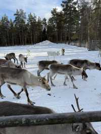 A visit to the Magical Reindeer Encounter in Lapland